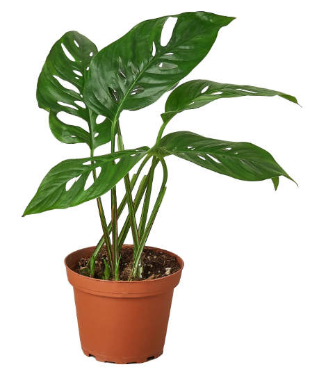 4" Monstera Adansonii Swiss Cheese House Plant