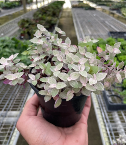 4" Tradescantia Callisia Pink Panther Plant