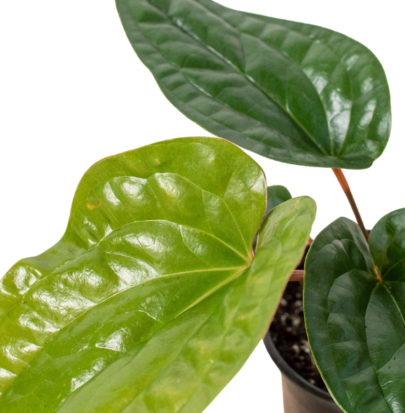 4" Anthurium Radicans x Luxurians Plant