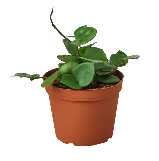 4" Hoya Chelsea House Plant