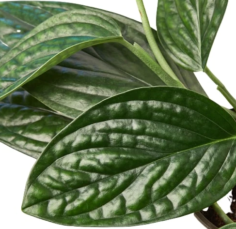 4" Monstera Peru Houseplant