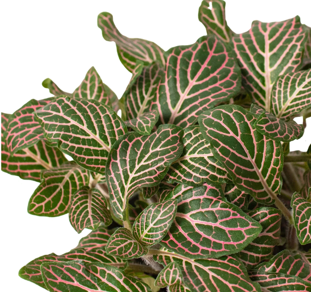 4" Pink Fittonia Houseplant