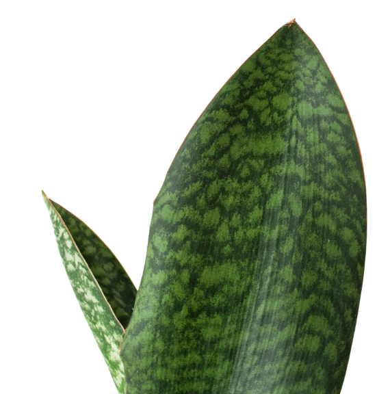 4" Shark Fin Houseplant