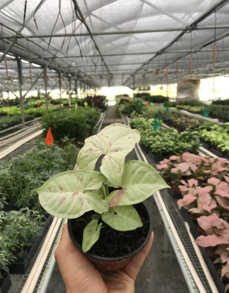 4" Syngonium Milk Confetti House Plant