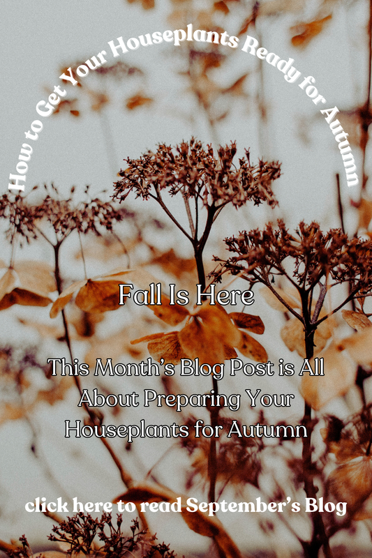 September 2024 Blog Post:  Fall Is Here, Plant Besties 🍂🍁