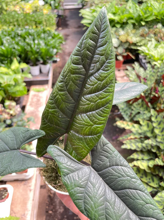 4" Alocasia Scalprum (Jan 2025 Plant of the Month)