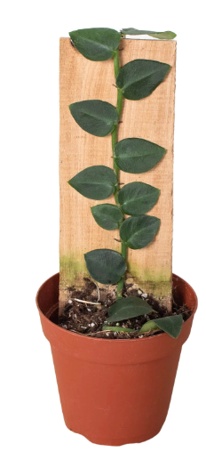 Rhaphidophora Hayi Shingle Plant