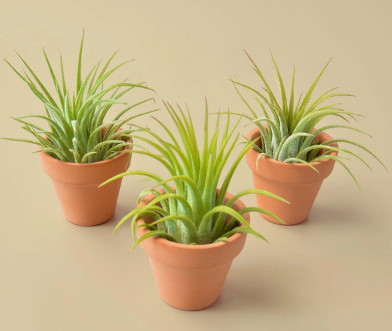 Three Mini Ionantha Air Plants with Terra Cotta Pots