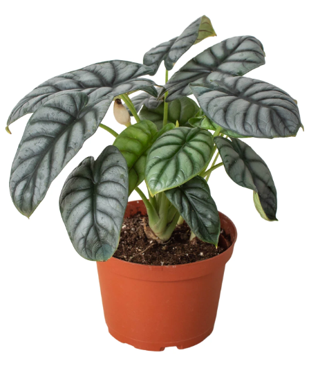 4" Alocasia Silver Dragon House Plant