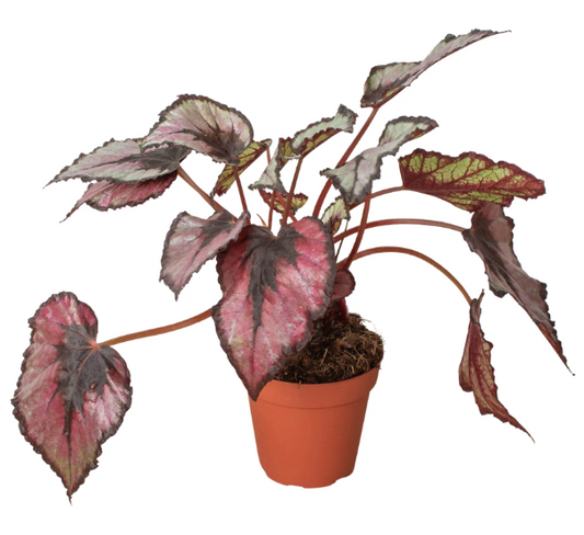 4" Begonia Rex House Plant