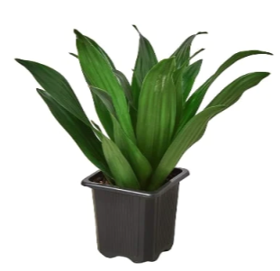 4" Dracena Janet Craig Houseplant