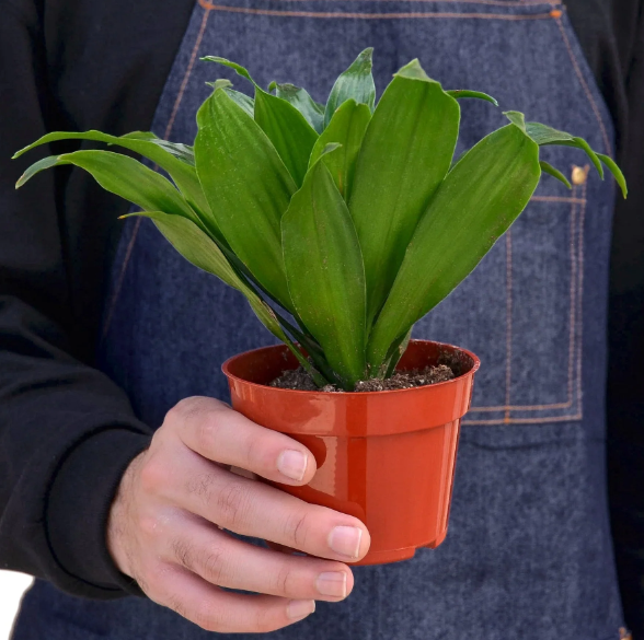 4" Dracena Janet Craig Houseplant