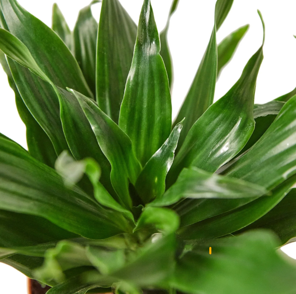 4" Dracena Janet Craig Houseplant