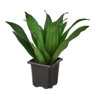 4" Dracena Janet Craig Houseplant