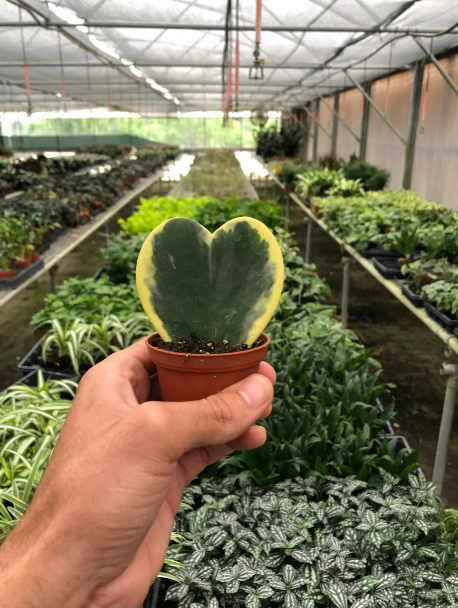 4" Hoya Heart Variegated Plant