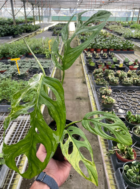RARE 4" Monstera Adansonii Swiss Cheese Variegated Houseplant