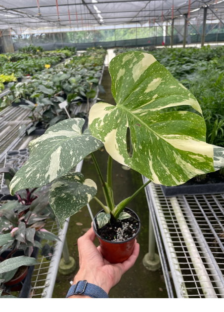 2" Monstera Thai Constellation (LIMITED AVAILIBILITY)