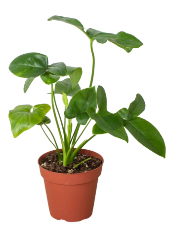 4" Philodendron Goeldii Plant