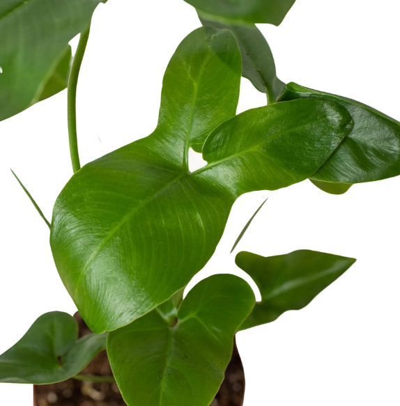 4" Philodendron Goeldii Plant