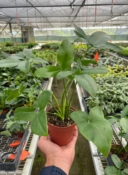 4" Philodendron Goeldii Plant