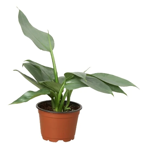 4" Philodendron Silver Sword Houseplant