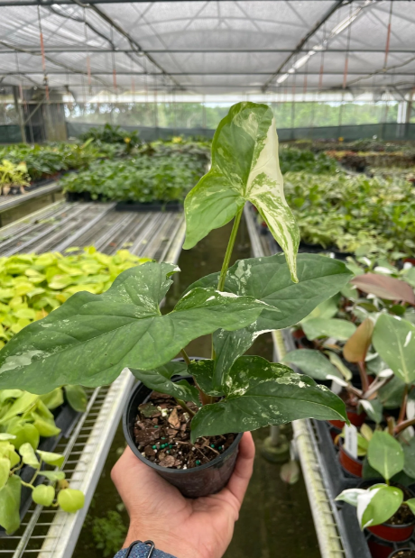 4" Syngonium Albo Variegata (Arrowhead) House Plant