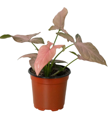 4" Syngonium Pink Splash Houseplant