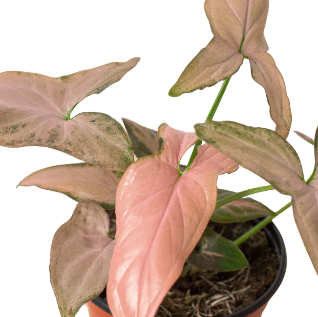 4" Syngonium Pink Splash Houseplant