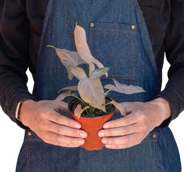 4" Syngonium Pink Splash Houseplant